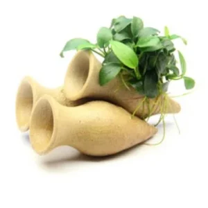 Anubias Nana su anfora per gamberetti