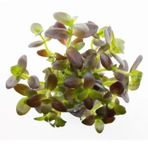 Bacopa salzmannii 'Purple'