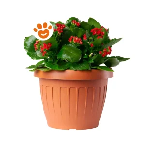 Bama Terra Vaso Da Fiori