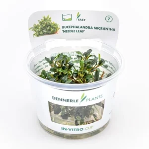 Bucephalandra micrantha 'Needle Leaf'