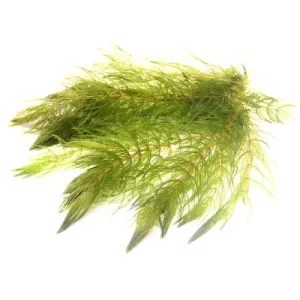Ceratophyllum Demersum