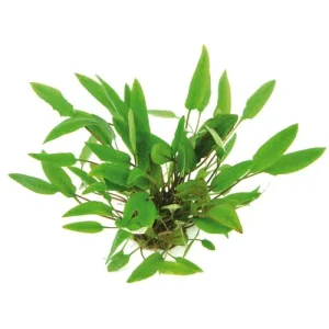 Cryptocoryne affinis