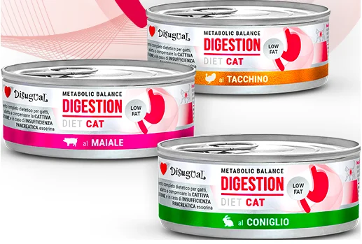 Disugual DIET CAT - Image 2