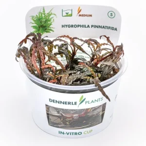 Hygrophila pinnatifida In Vitro