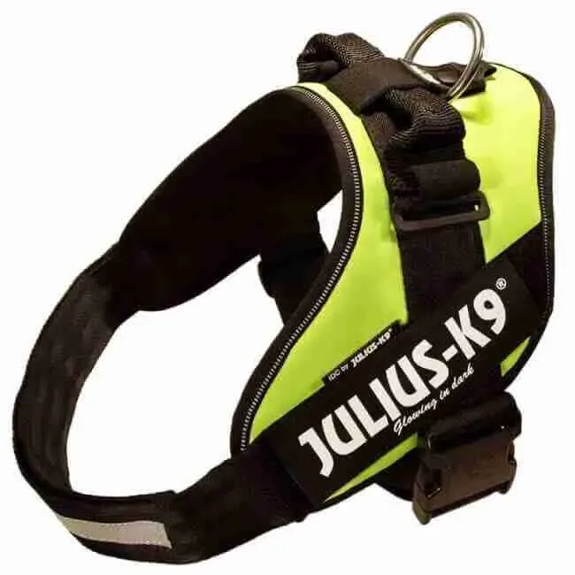 JULIUS-K9 IDC MIS 0 GIALLO