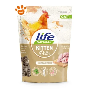 Life Cat Kitten Pollo