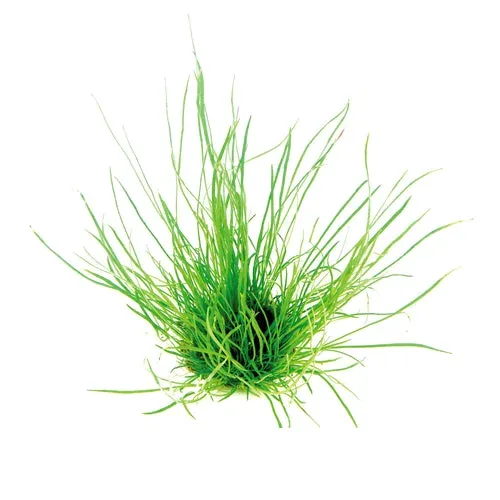 Lilaeopsis mauritiana