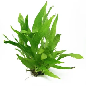 Microsorum Pteropus