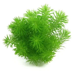 Pogostemon deccanensis