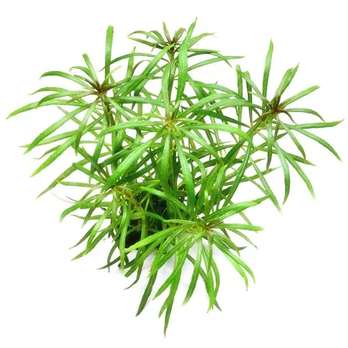 Pogostemon stellatus