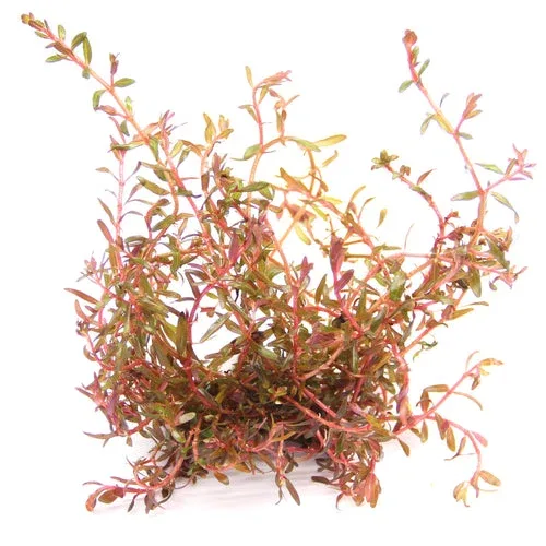 Rotala rotundifolia spec. 'H'Ra'