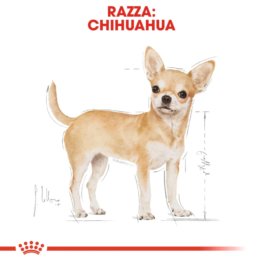 Royal Canin BHN Dog Adult Chihuahua - Image 2