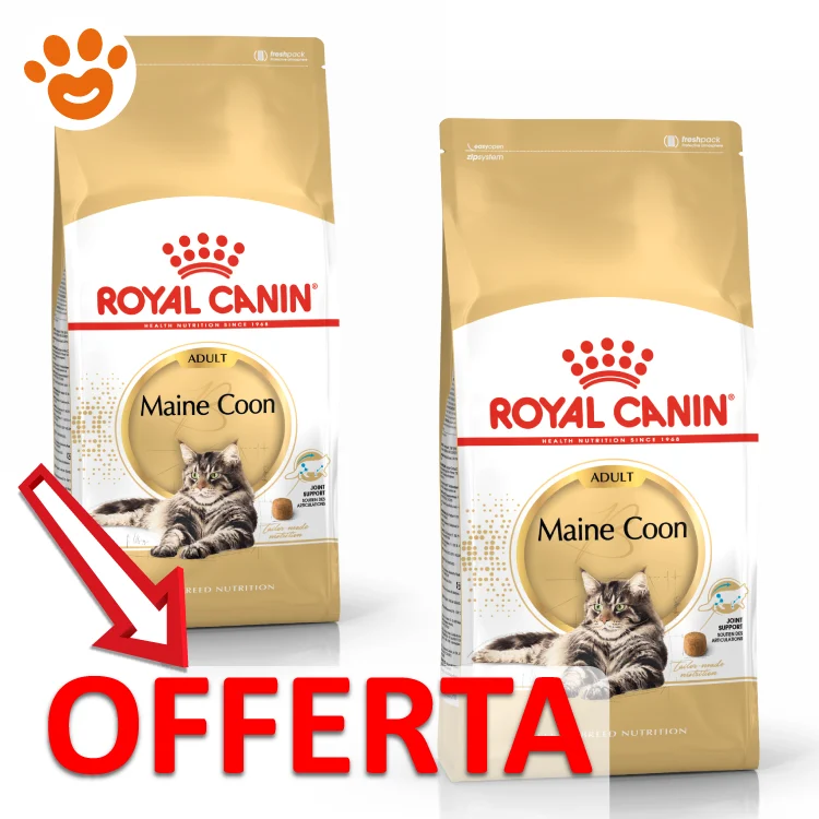 Royal Canin FBN Cat Maine Coon - Image 2
