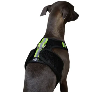 The Striped Dog - Chroma Nero