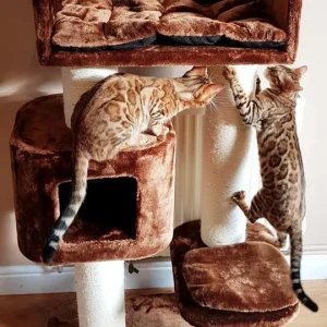 Tiragraffi Devon Rex (Marrone)