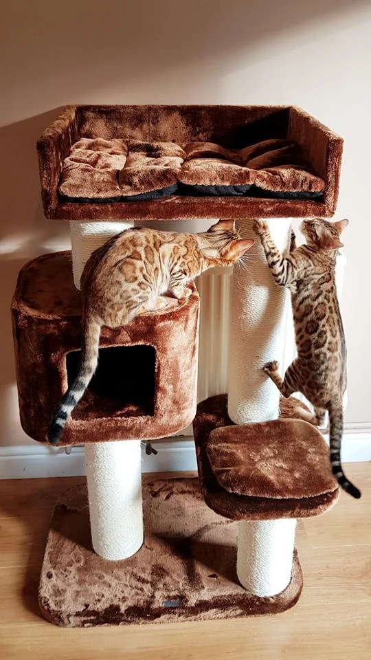 Tiragraffi Devon Rex (Marrone)