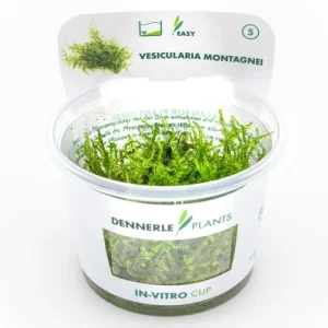 Vesicularia montagnei