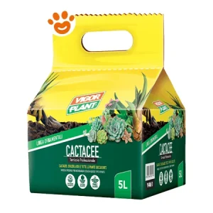 Vigorplant Cactacee Balletta